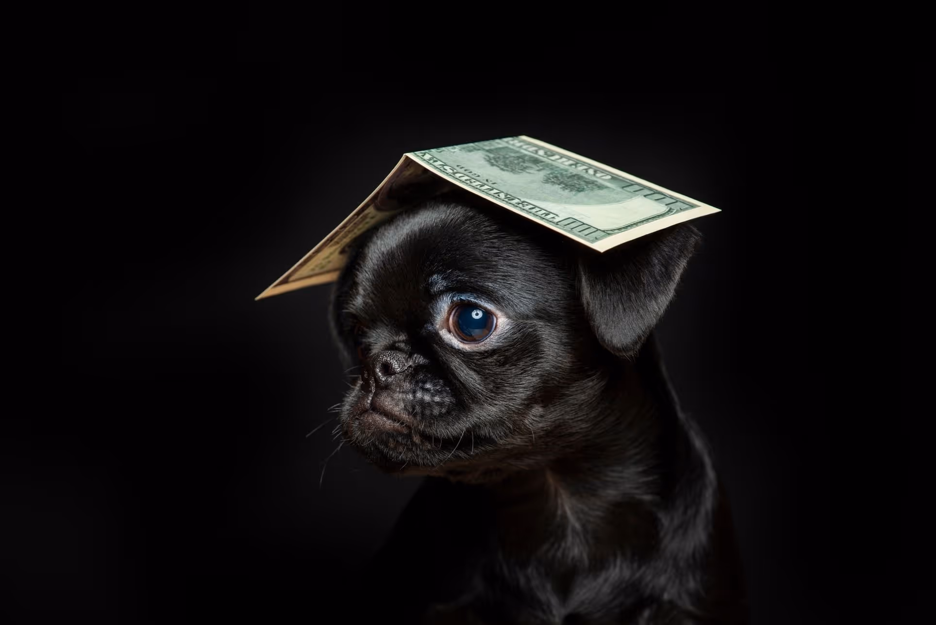 S/K Real Estate Consulting – Geld auf Hunde